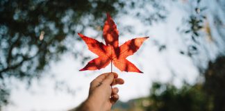 加拿大推新移民措施 吸引年輕人才移居加國 新移民措施