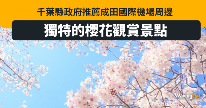千葉縣政府推薦成田國際機場周邊獨特的櫻花觀賞景點