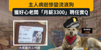 主人病逝慘變流浪狗 獲好心老闆「月薪3300」聘任實Q 主人病逝慘變流浪狗 獲好心老闆「月薪3300」聘任實Q