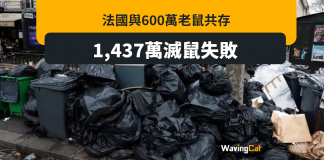 1437萬元滅鼠失敗 今春清潔工罷工 更有利繁殖 1437萬元滅鼠失敗 今春清潔工罷工 更有利繁殖