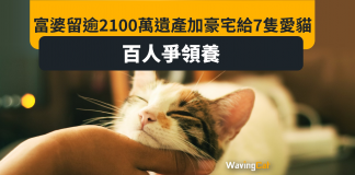 美富婆離世 留逾2100萬元遺產給7愛貓 100人爭領養 美富婆離世 留逾2100萬元遺產給7愛貓 100人爭領養