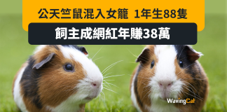 公天竺鼠混入異性群 6隻變150隻 辭職湊鼠變網紅年收入38萬 公天竺鼠混入異性群 6隻變150隻 辭職湊鼠變網紅年收入38萬