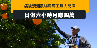 日做6小小月賺4萬 疫後澳洲農場仍現人手荒 日做6小小月賺4萬 疫後澳洲農場仍現人手荒