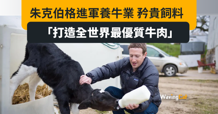 朱克伯格靚飼料養牛進軍畜牧業：打造世界級優質牛肉