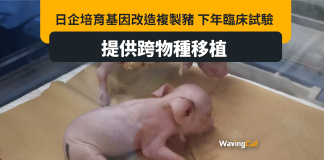 日企培育基因改造複製豬 將提供跨物種器官移植 日企培育基因改造複製豬 將提供跨物種器官移植