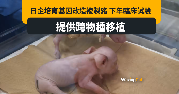日企培育基因改造複製豬 將提供跨物種器官移植